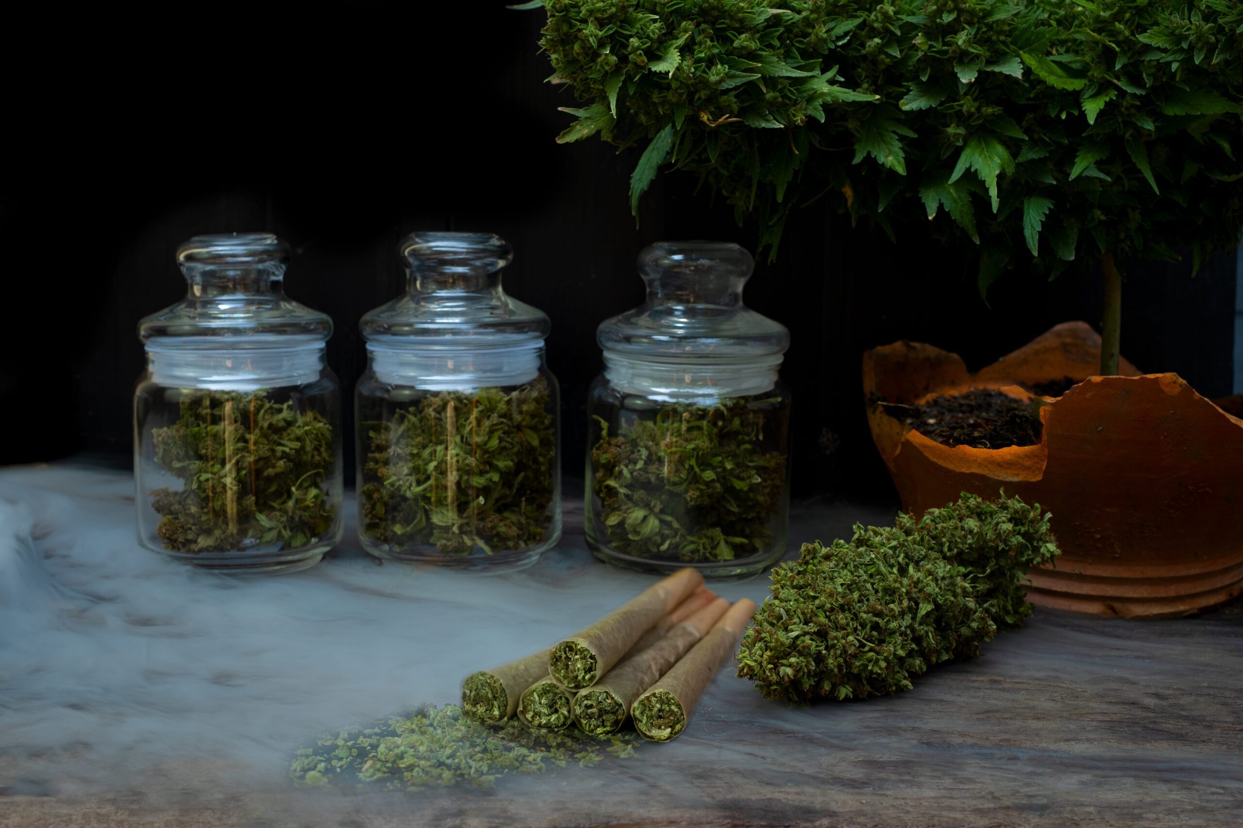 A photo showing jars of cannabis and prerolls
