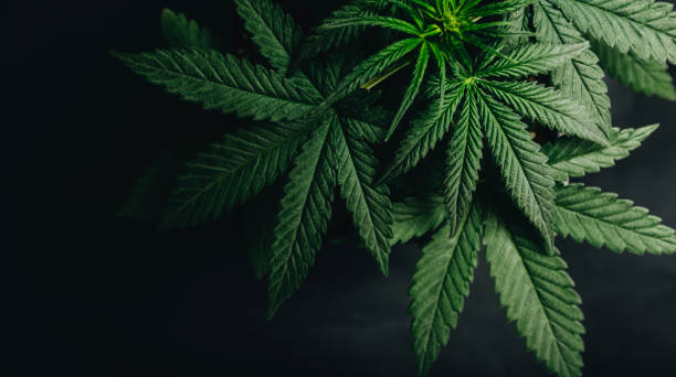 An image of marijuana plants.