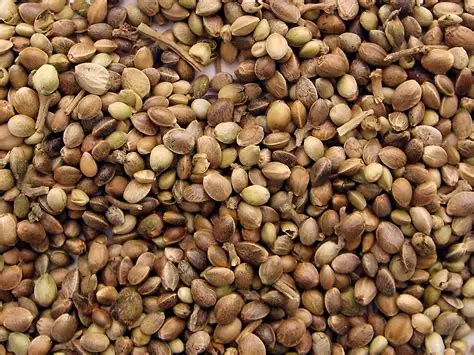An image of cannabis seeds